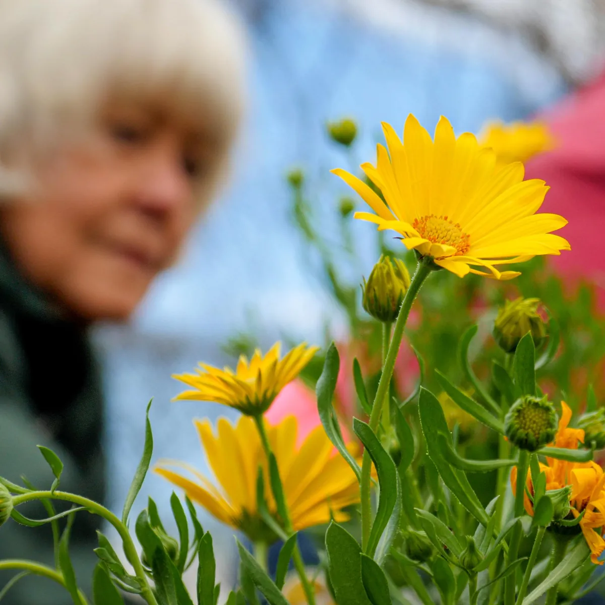 Volunteers planting bright yellow flowers together in a community garden