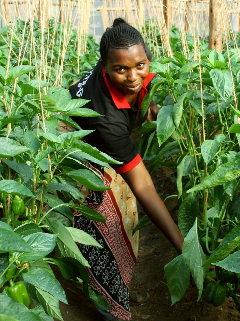 A smiling woman tends sweet pepper plants grown by her women growers group
